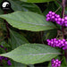 Zi Zhu Cao 紫珠草, Da Ye Zi Zhu, Folium Callicarpae Formosanae, Taiwan Beautyberry Leaf
